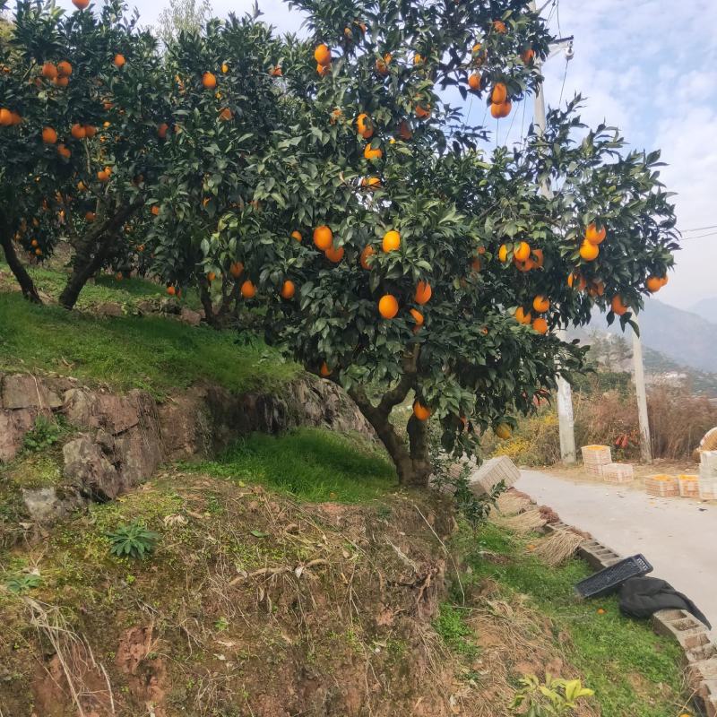 湖北三峡秭归纽荷尔脐橙量大质优，产地直供供电商超市