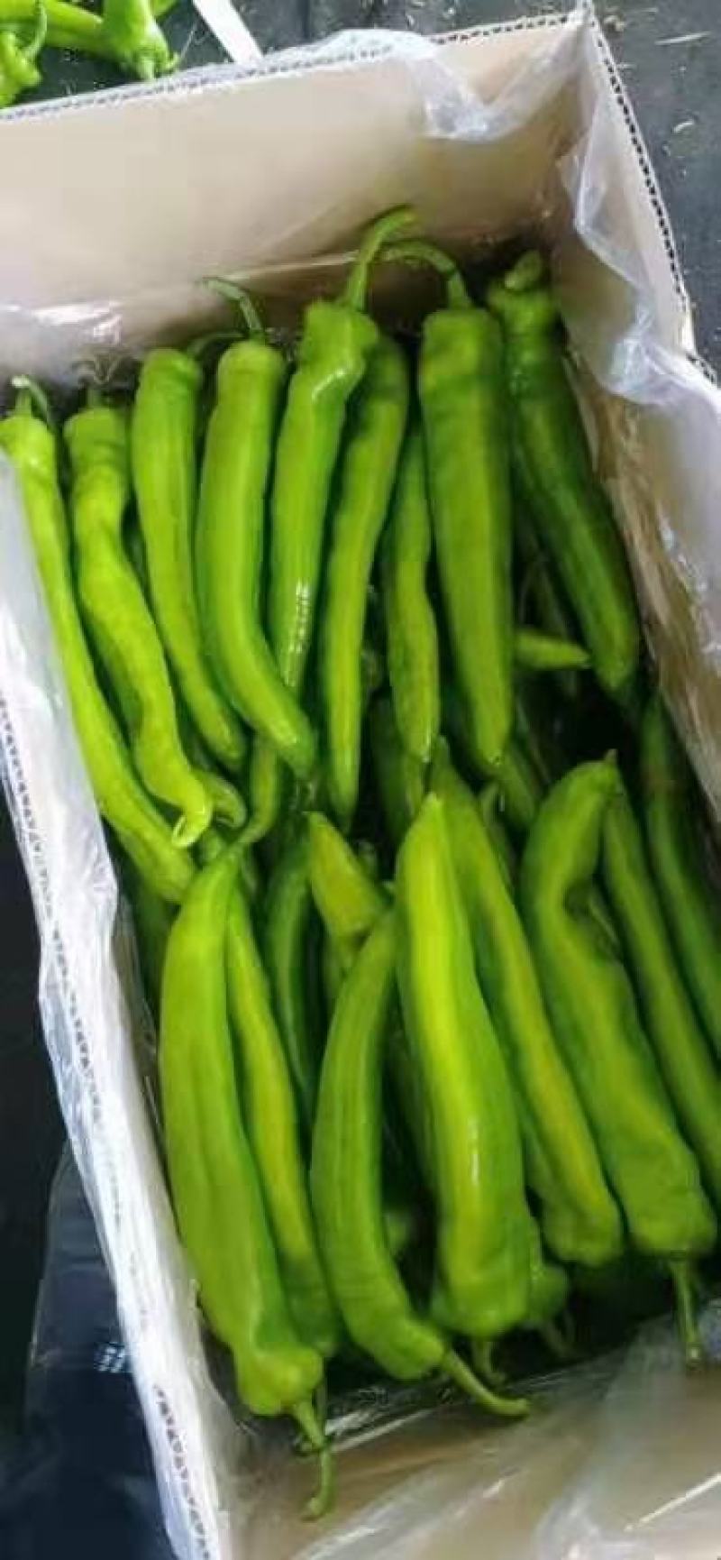 鲜尖椒