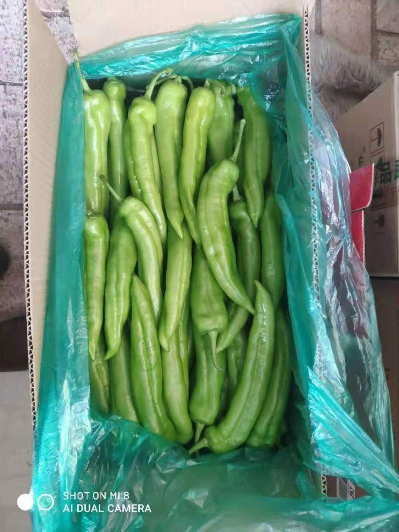 鲜尖椒