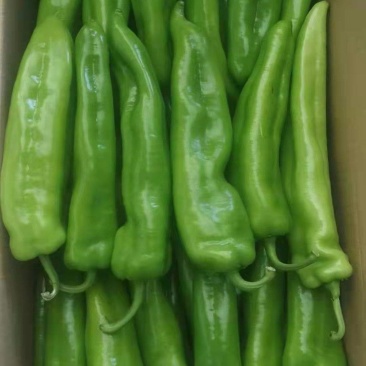 鲜尖椒