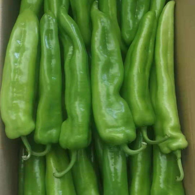 鲜尖椒