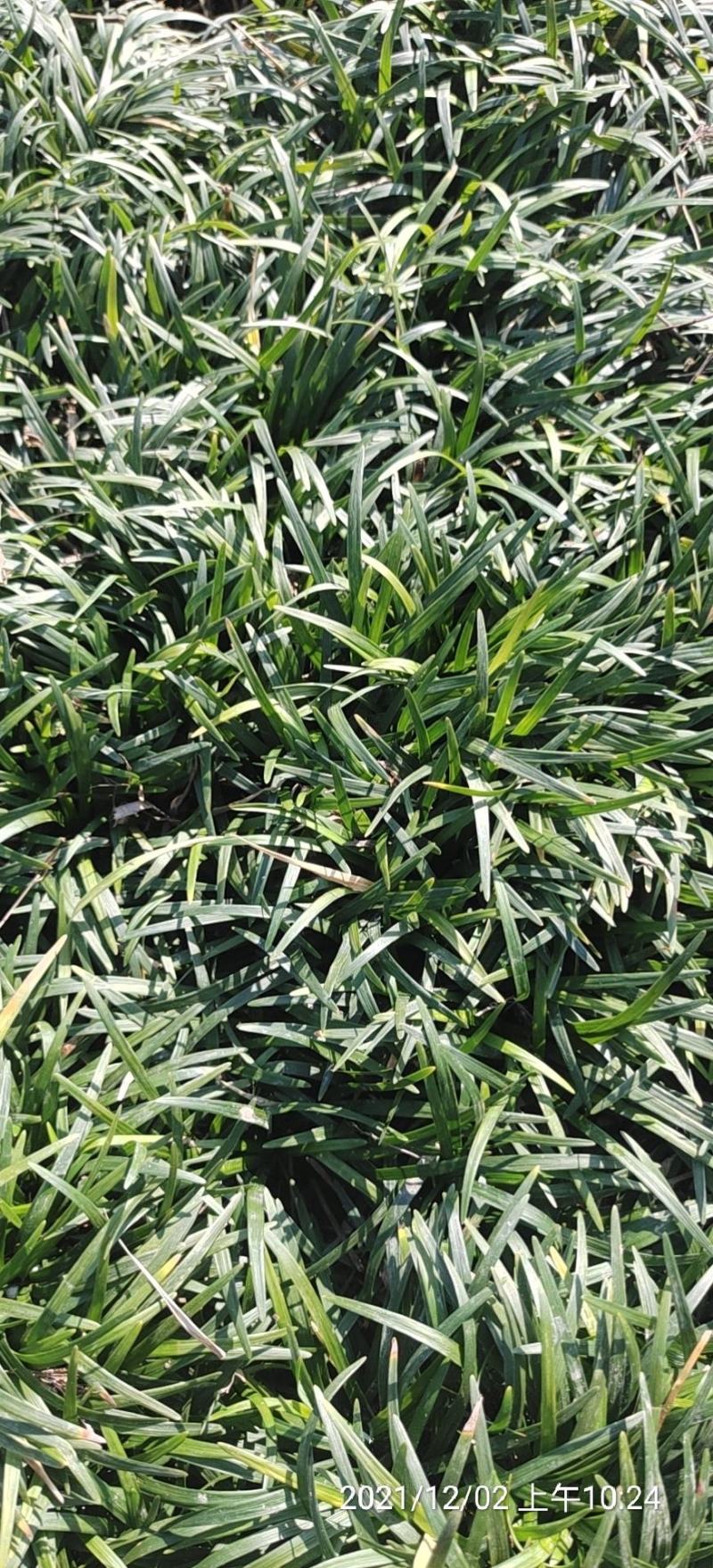 无土玉龙草（日本矮麦冬）基地直供，量大从优