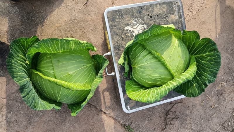 脆白菜莲花白扁包菜绿园4号圆白菜！！！！