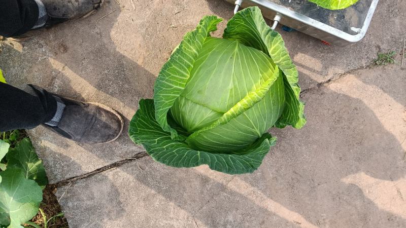 脆白菜莲花白扁包菜绿园4号圆白菜！！！！