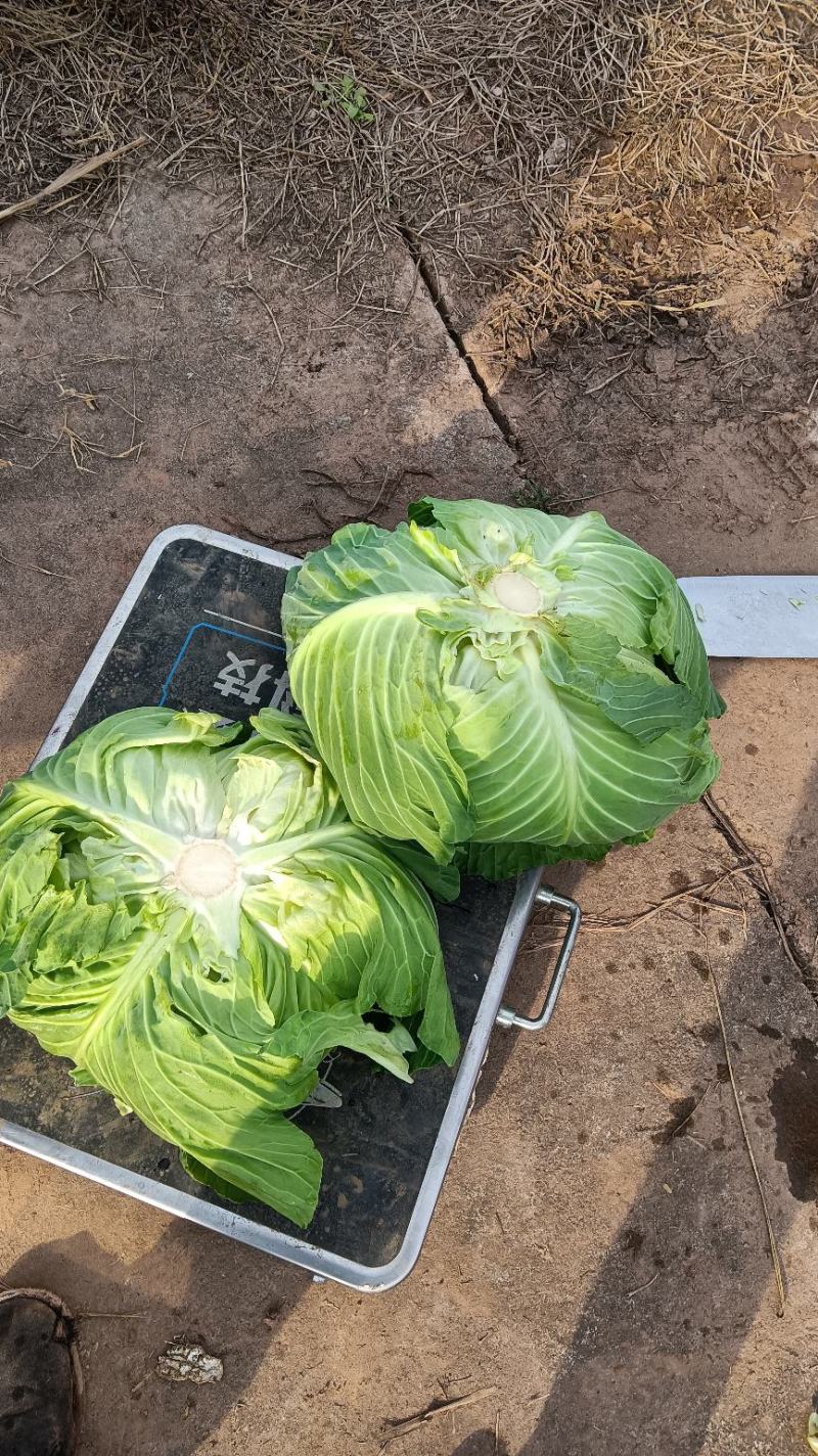 脆白菜莲花白扁包菜绿园4号圆白菜！！！！