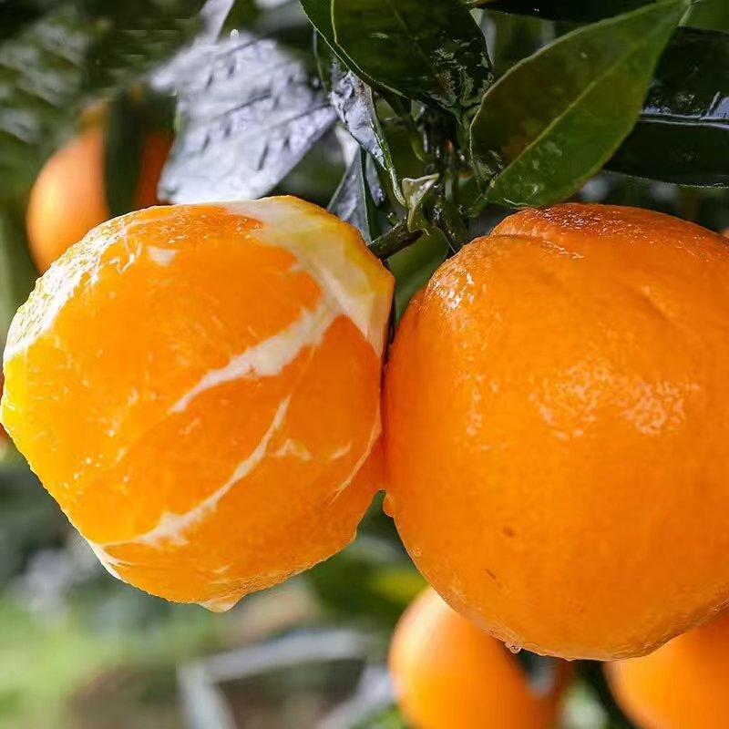 实-纽荷尔脐橙九月红果冻橙产地直供电商批发商超品质保证