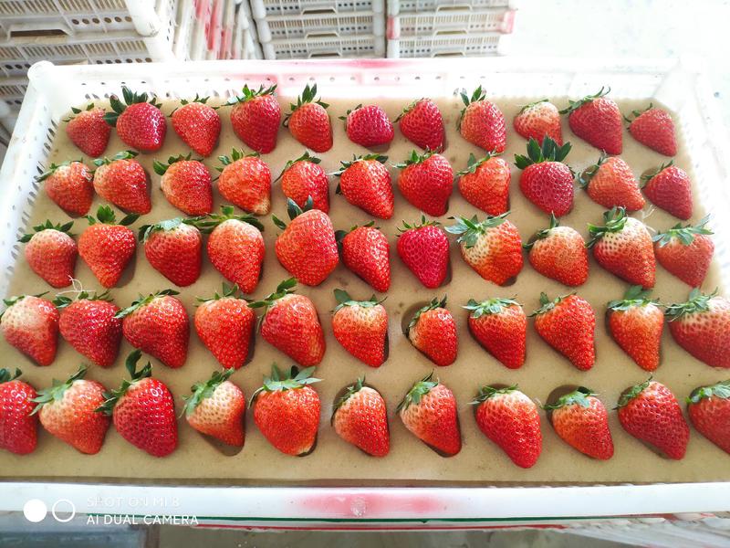丹东久久草莓产地直发，2斤起一件代发招代理。