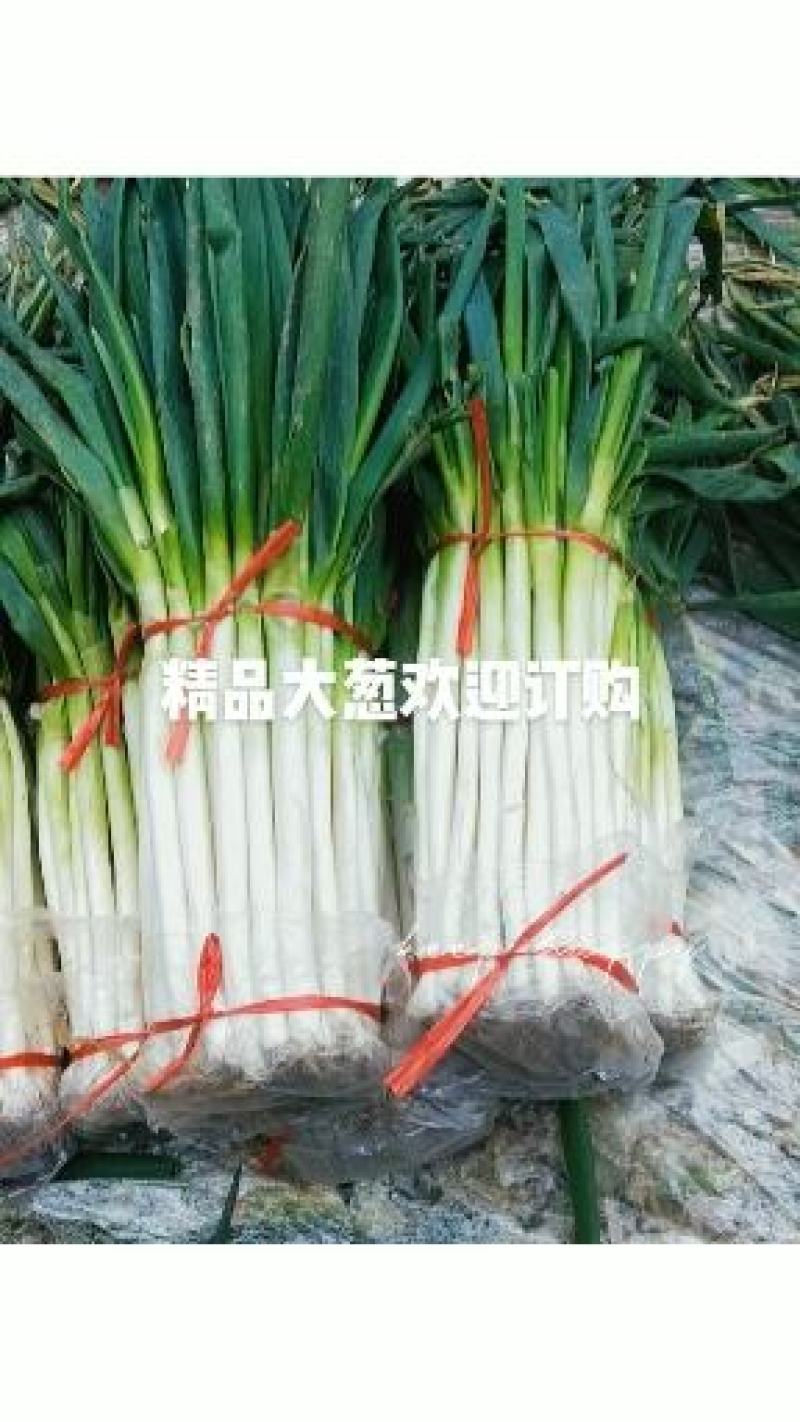 精品大葱