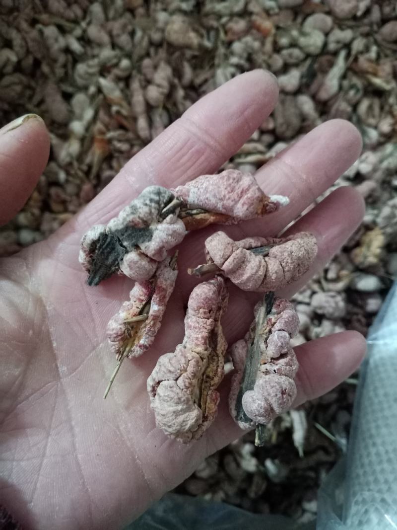 竹黄，竹花野生中药材，质量保证欢迎咨询！经营各种中药材！