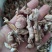 竹黄，竹花野生中药材，质量保证欢迎咨询！经营各种中药材！