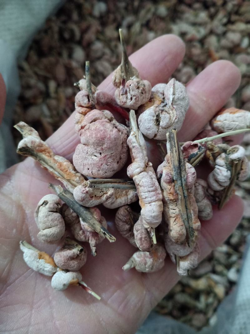 竹黄，竹花野生中药材，质量保证欢迎咨询！经营各种中药材！