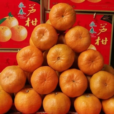 永春芦柑（永春县下洋明海生态农场）