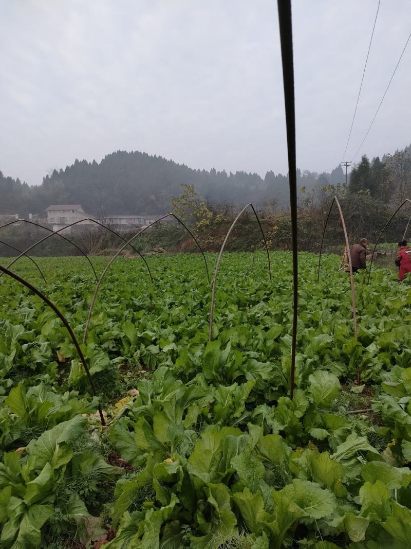 好多多儿菜