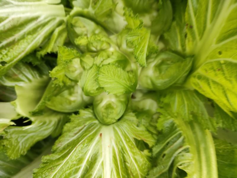 好多多儿菜