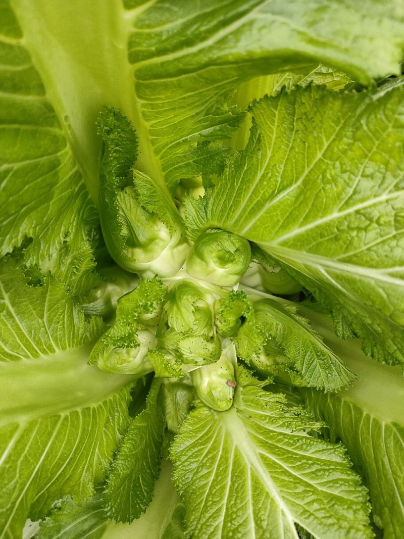 好多多儿菜