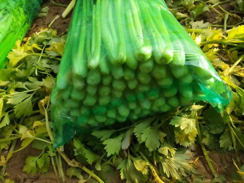芹菜万亩种植基地出货量大批发超市加工厂优选
