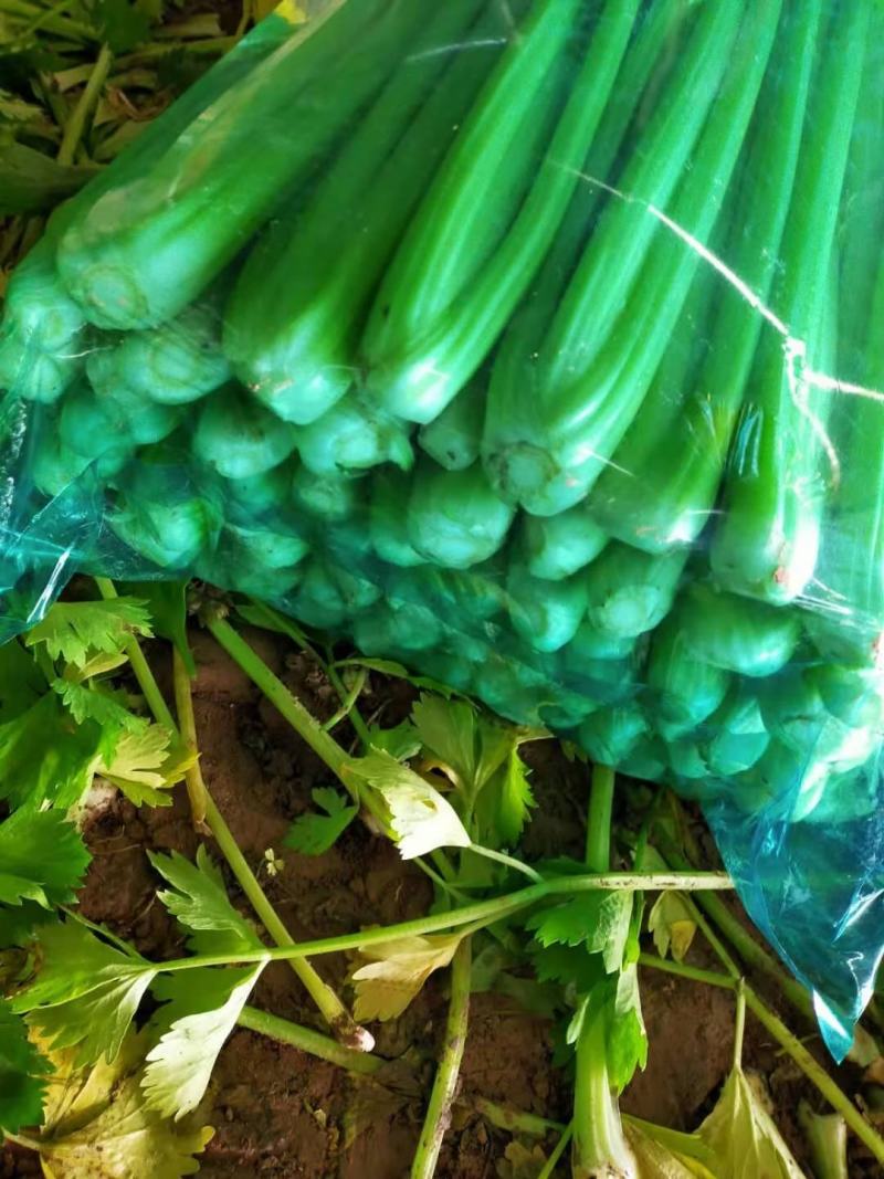 芹菜万亩种植基地出货量大批发超市加工厂优选