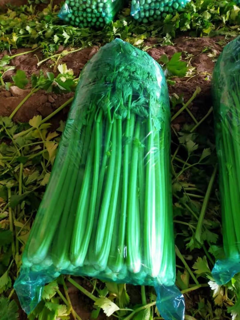 芹菜万亩种植基地出货量大批发超市加工厂优选
