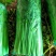 芹菜万亩种植基地出货量大批发超市加工厂优选