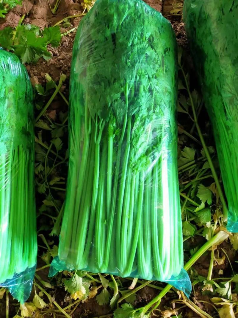 芹菜万亩种植基地出货量大批发超市加工厂优选