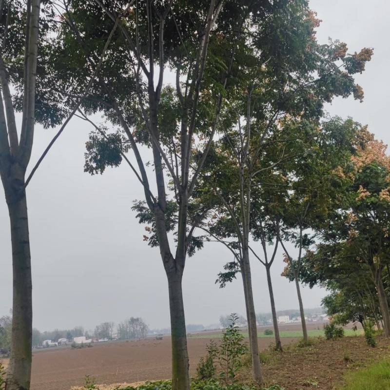 【牛商推荐】】黄山栾树基地种植绿化工程苗对接批发商