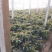 红叶莴笋