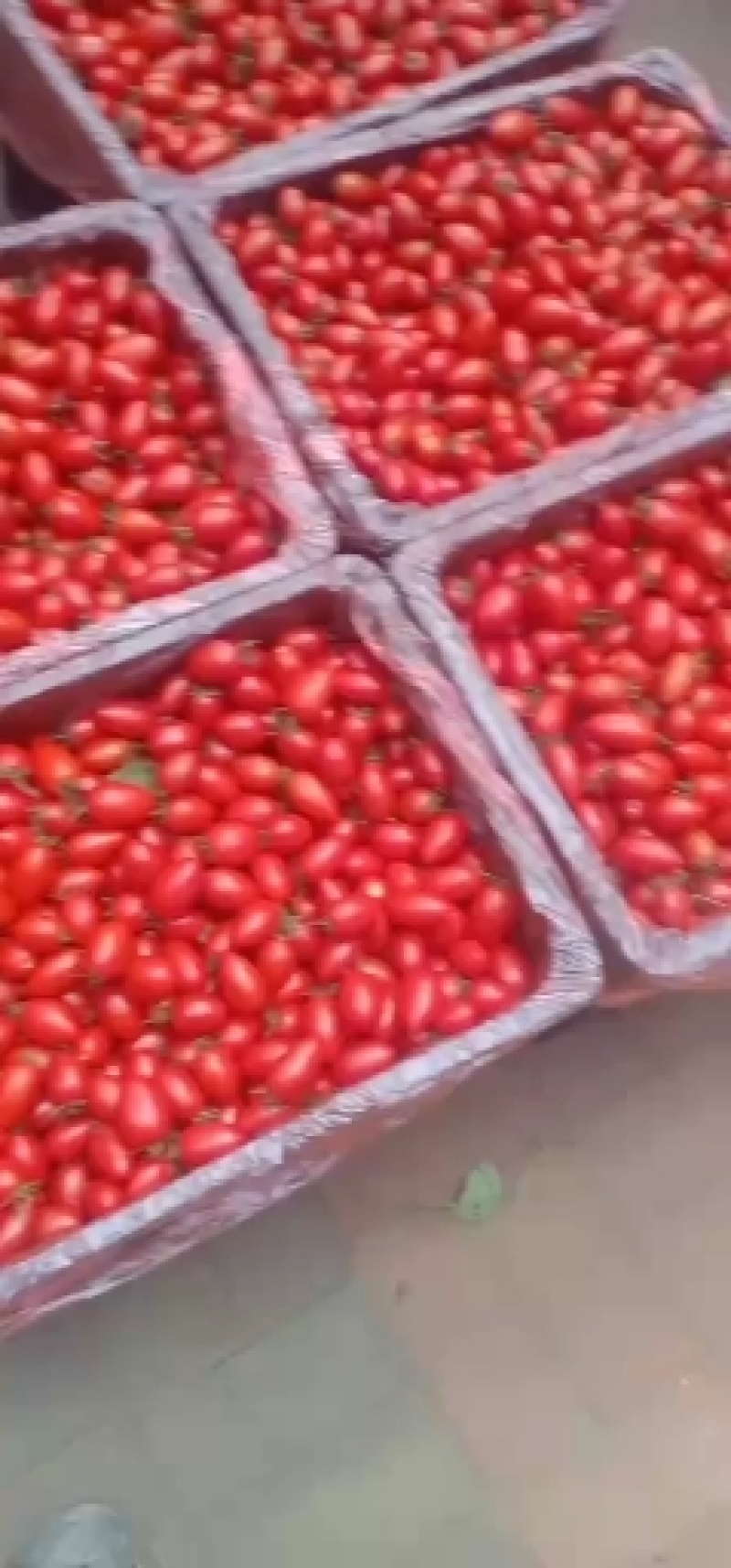 阜城县万亩基地圣女果大量上市欢迎前来采购！