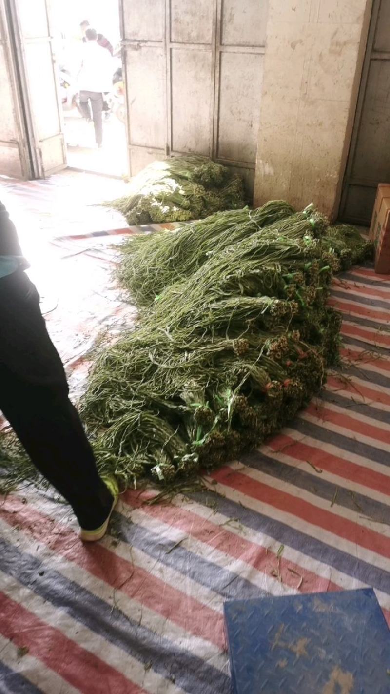 云南贡菜全国接单视频看货量大优惠，全国接单