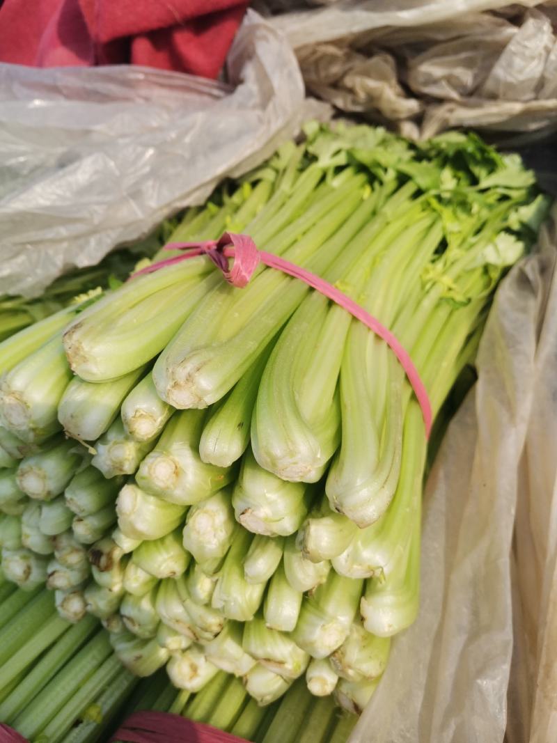 芹菜大量上市中，，大中小棵都有货，全国代发