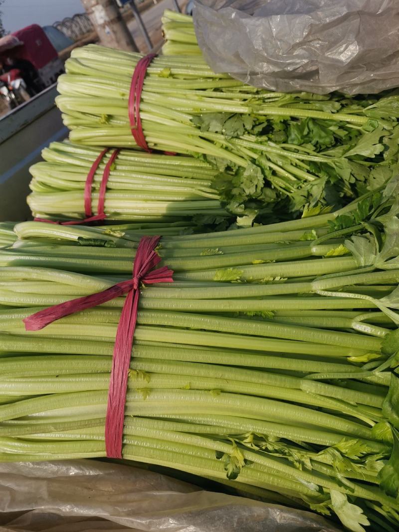 芹菜大量上市中，，大中小棵都有货，全国代发