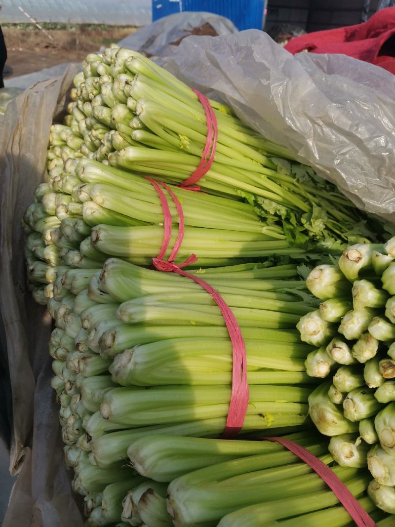 芹菜大量上市中，，大中小棵都有货，全国代发