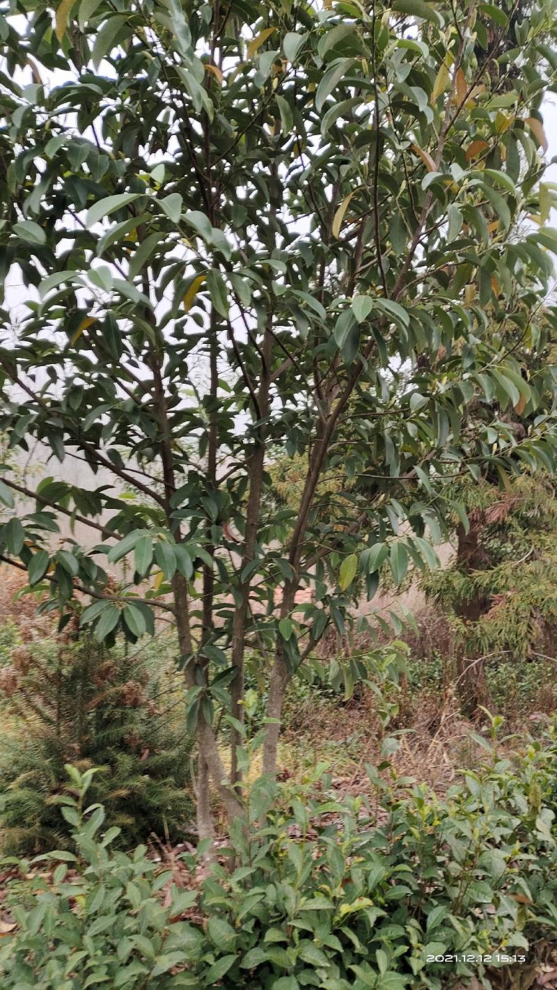 含笑，高山含笑，苗圃直销独杆含笑，丛生含笑