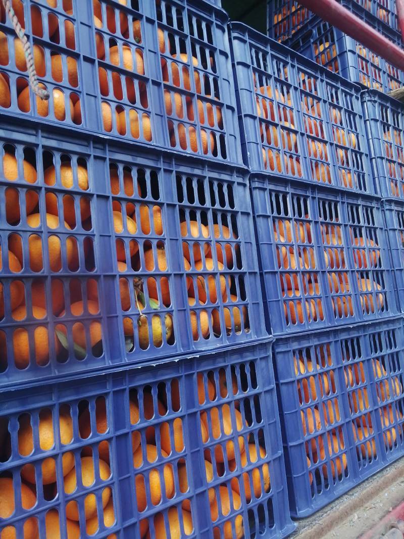 四川金堂脐橙大量供应.优质大果，