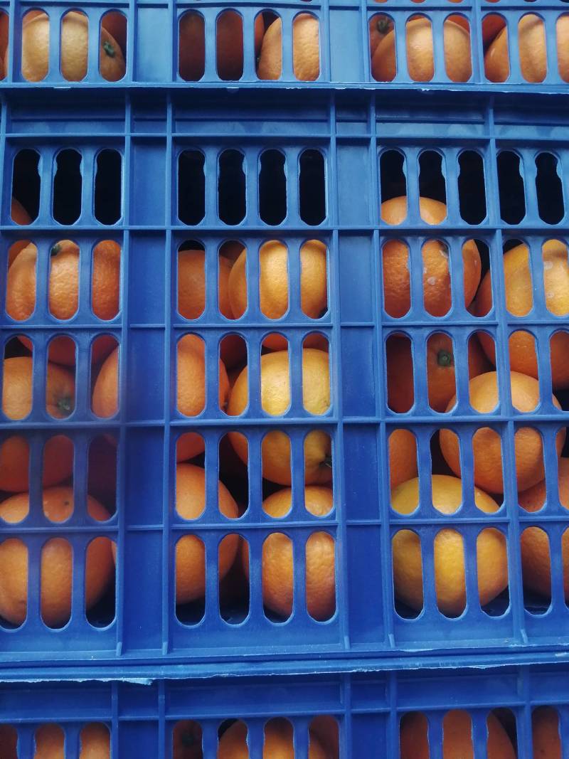 四川金堂脐橙大量供应.优质大果，