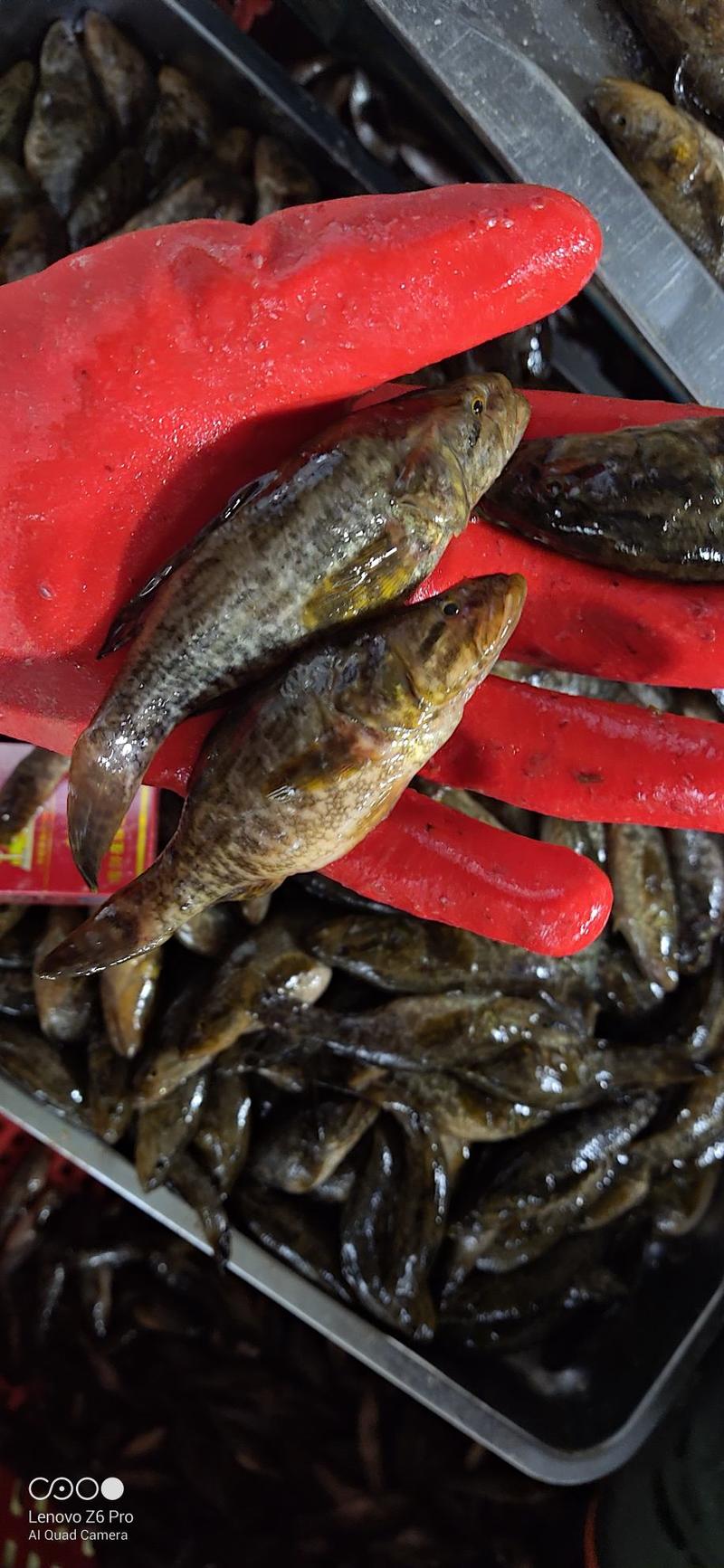 黑龙江老头鱼还阳鱼产地批发冷冻老头鱼规格齐全对接各平台
