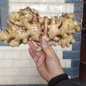 云南黄姜(小黄姜二黄姜)鲜姜红指自已种植量大从优