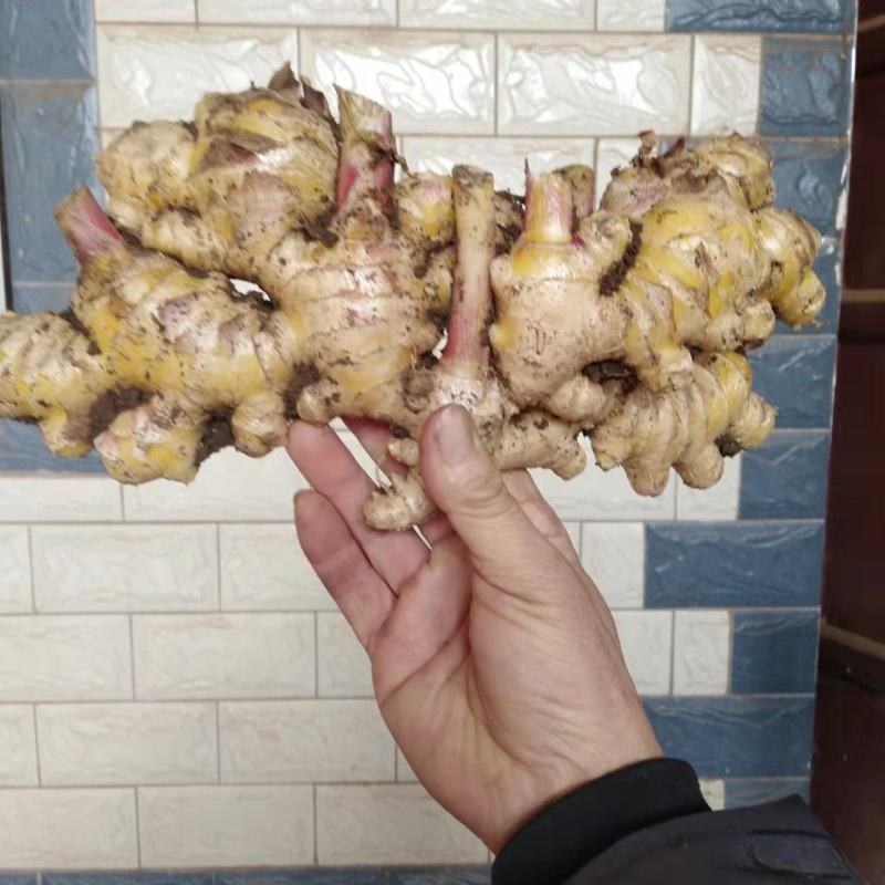 云南黄姜（小黄姜二黄姜）鲜姜红指自已种植量大从优
