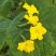 黄瓜花，精品黄瓜花，水果黄瓜花，批发，代发，无刺小黄瓜花
