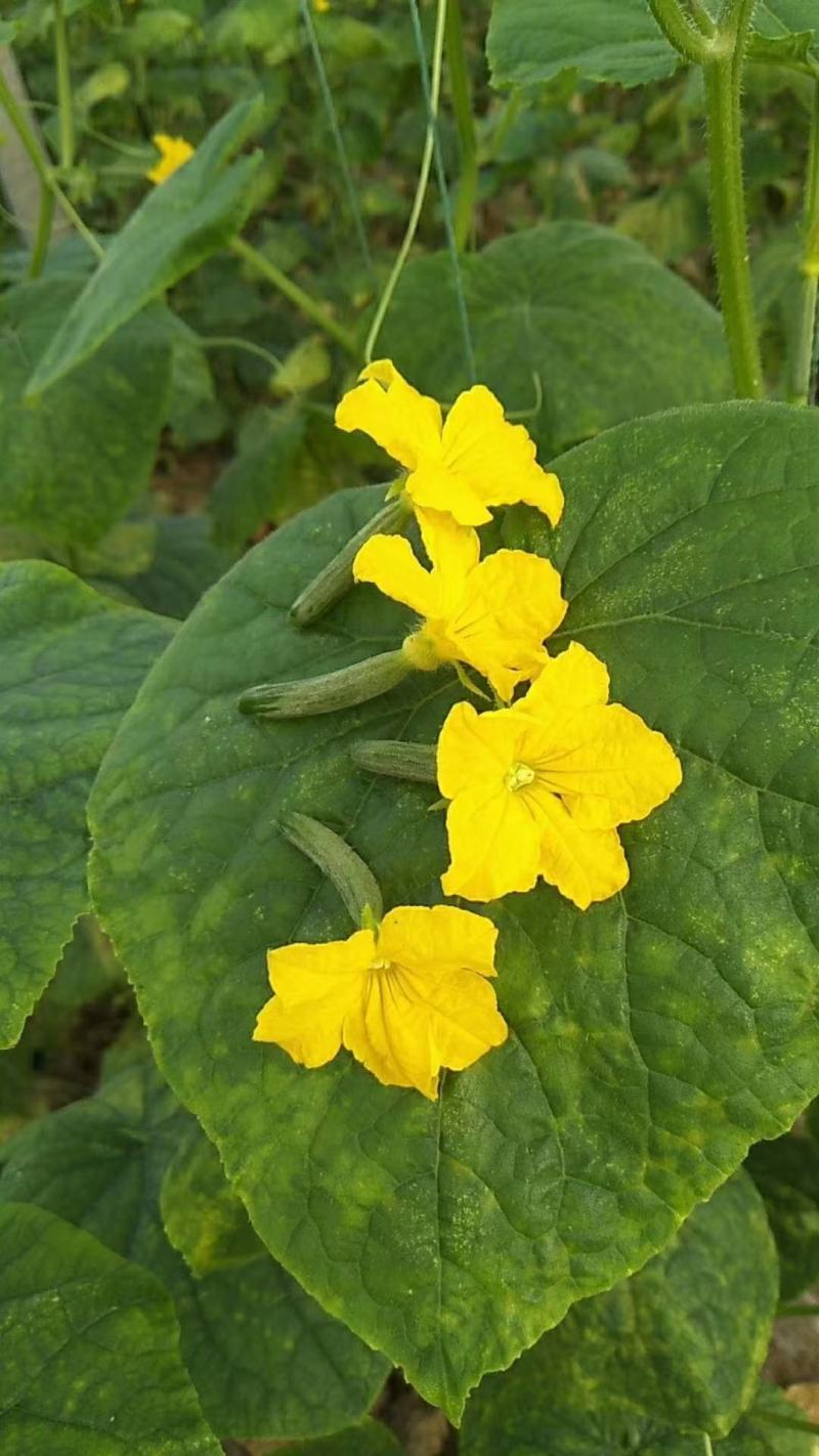 黄瓜花，精品黄瓜花，水果黄瓜花，批发，代发，无刺小黄瓜花