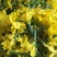 黄瓜花，精品黄瓜花，水果黄瓜花，批发，代发，无刺小黄瓜花