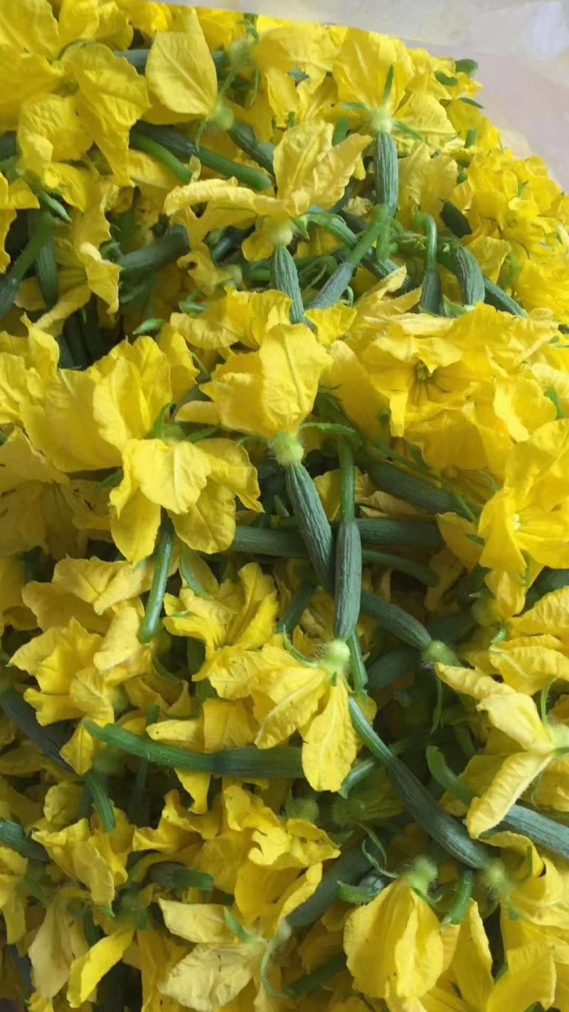 黄瓜花，精品黄瓜花，水果黄瓜花，批发，代发，无刺小黄瓜花