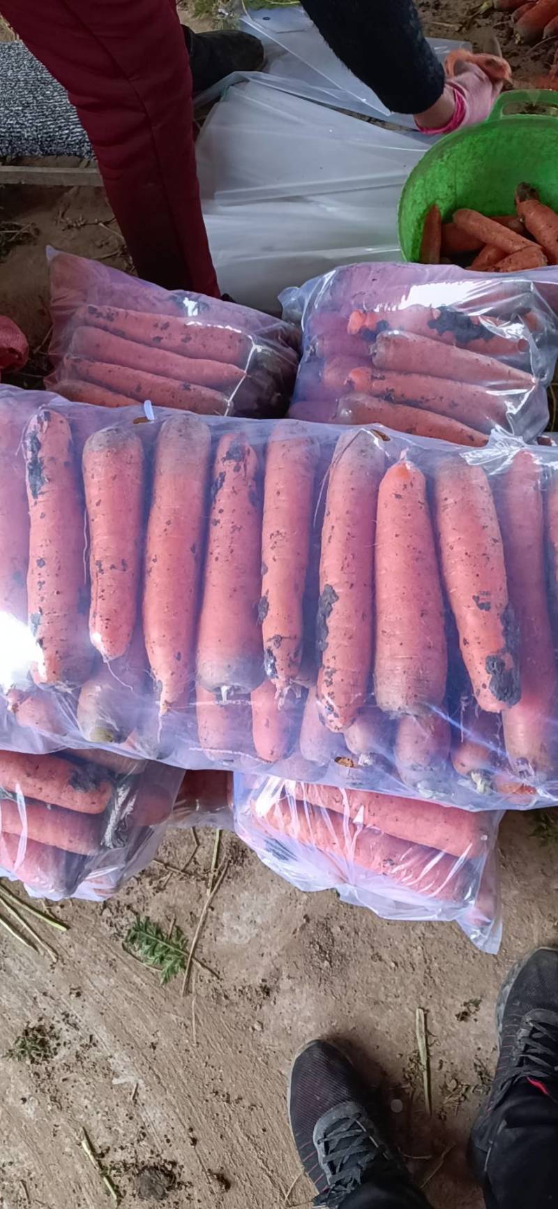 南阳精品三红胡萝卜大量上市，包地2500--2800一亩