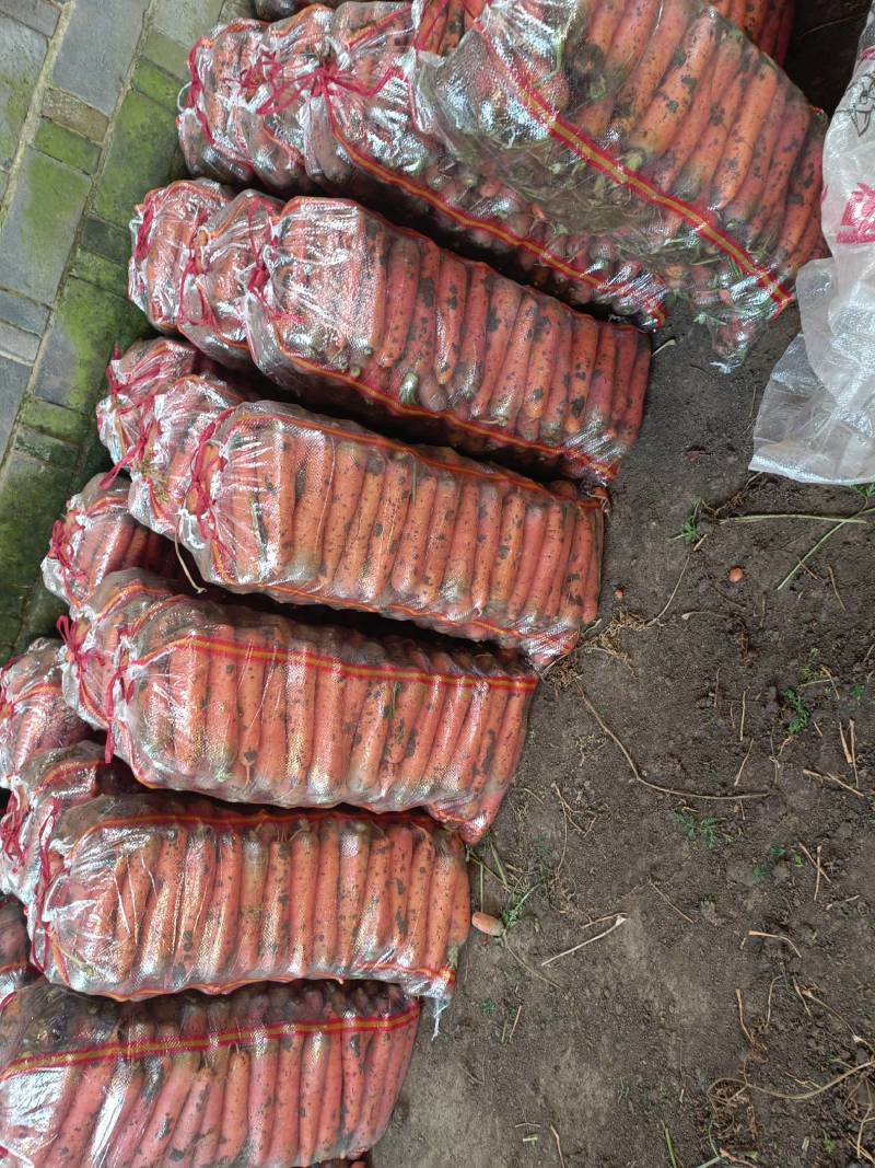南阳精品三红胡萝卜大量上市，包地2500--2800一亩