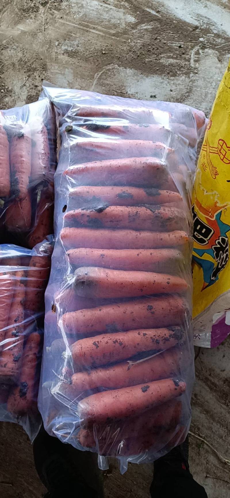 南阳精品三红胡萝卜大量上市，包地2500--2800一亩