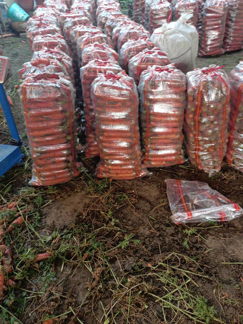 南阳精品三红胡萝卜大量上市，包地2500--2800一亩