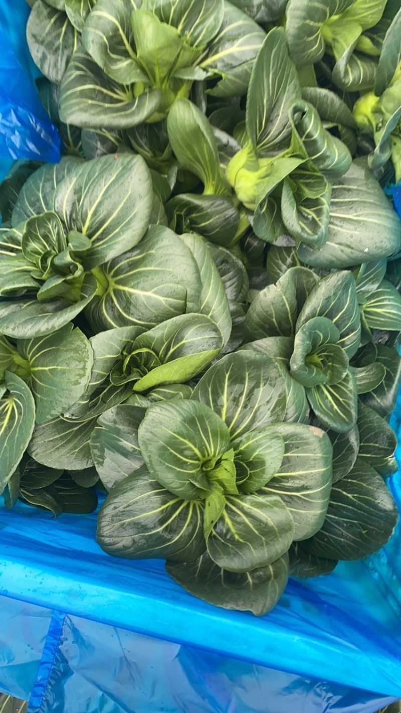 青梗菜