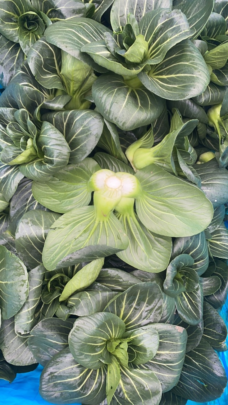 青梗菜