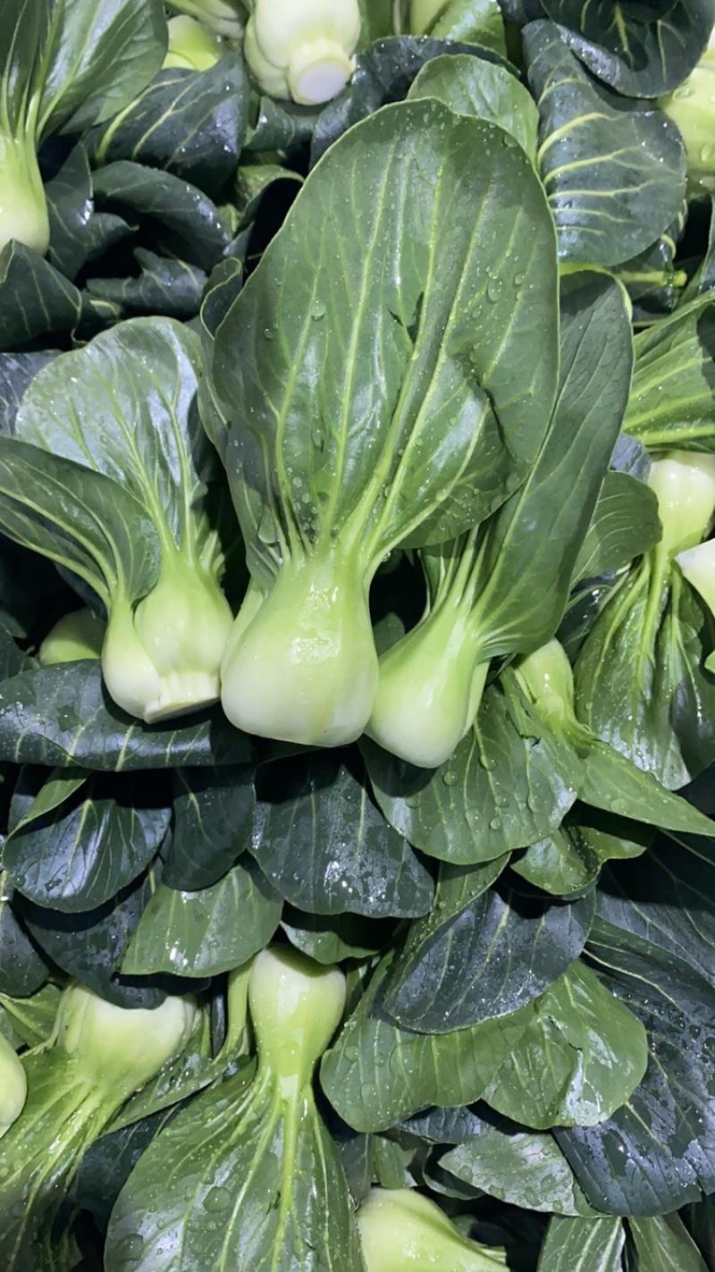 青梗菜