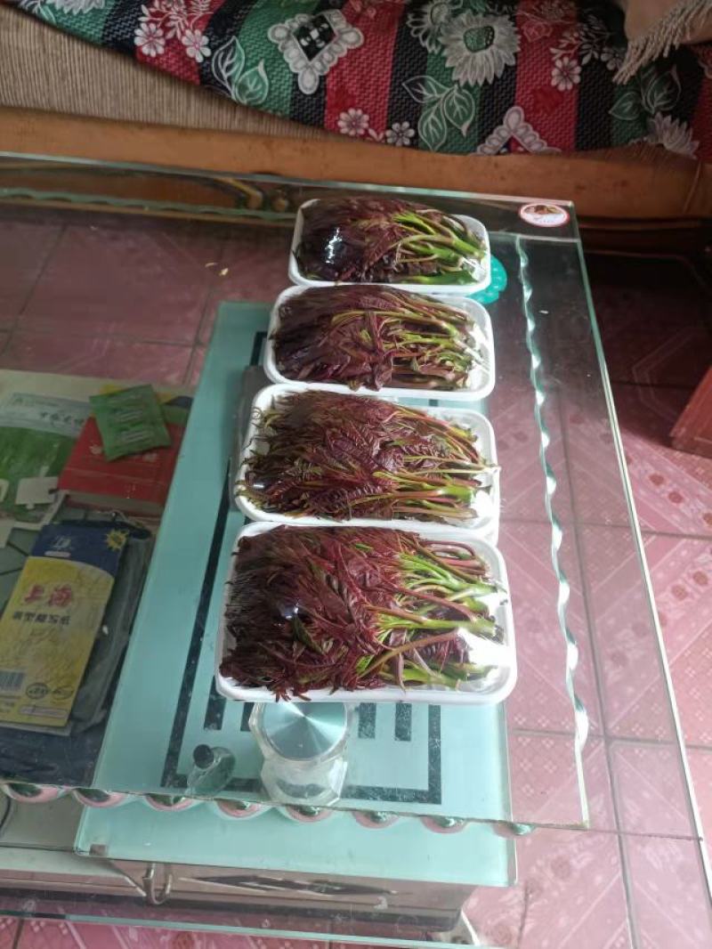 和众椿业，基地红香椿。精品包装全国直销保障售后