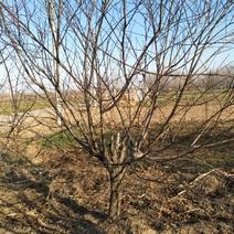 自家苗圃两年冒红叶碧桃，10～12公分，耐寒耐涝，土质好